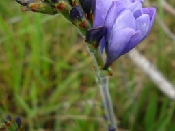 Babiana bainesii young inflorescence